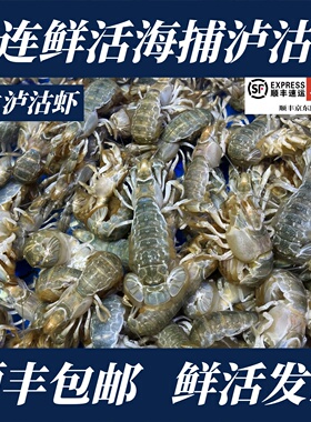 【顺丰特快】大连鲜活海捕泸沽虾野生蝼蛄虾卢沟虾罗锅虾2斤