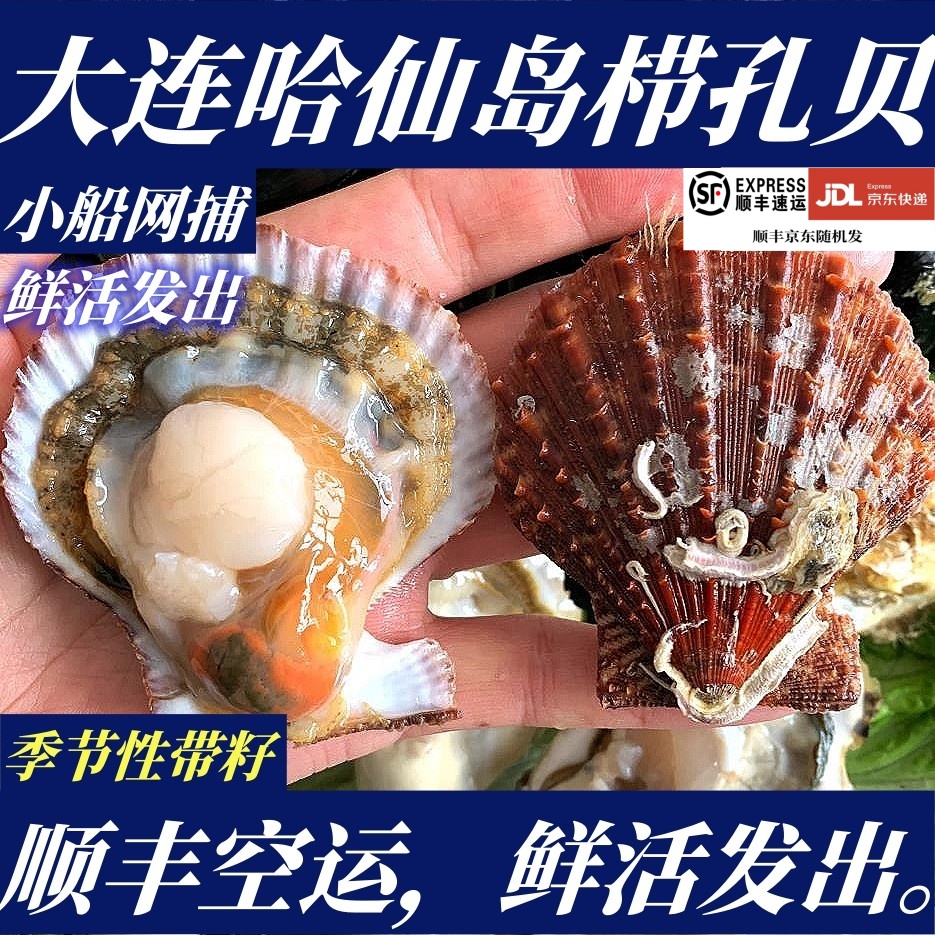【顺丰特快】鲜活海捕大连哈仙岛栉孔贝直孔贝3斤小扇贝非夏夷贝