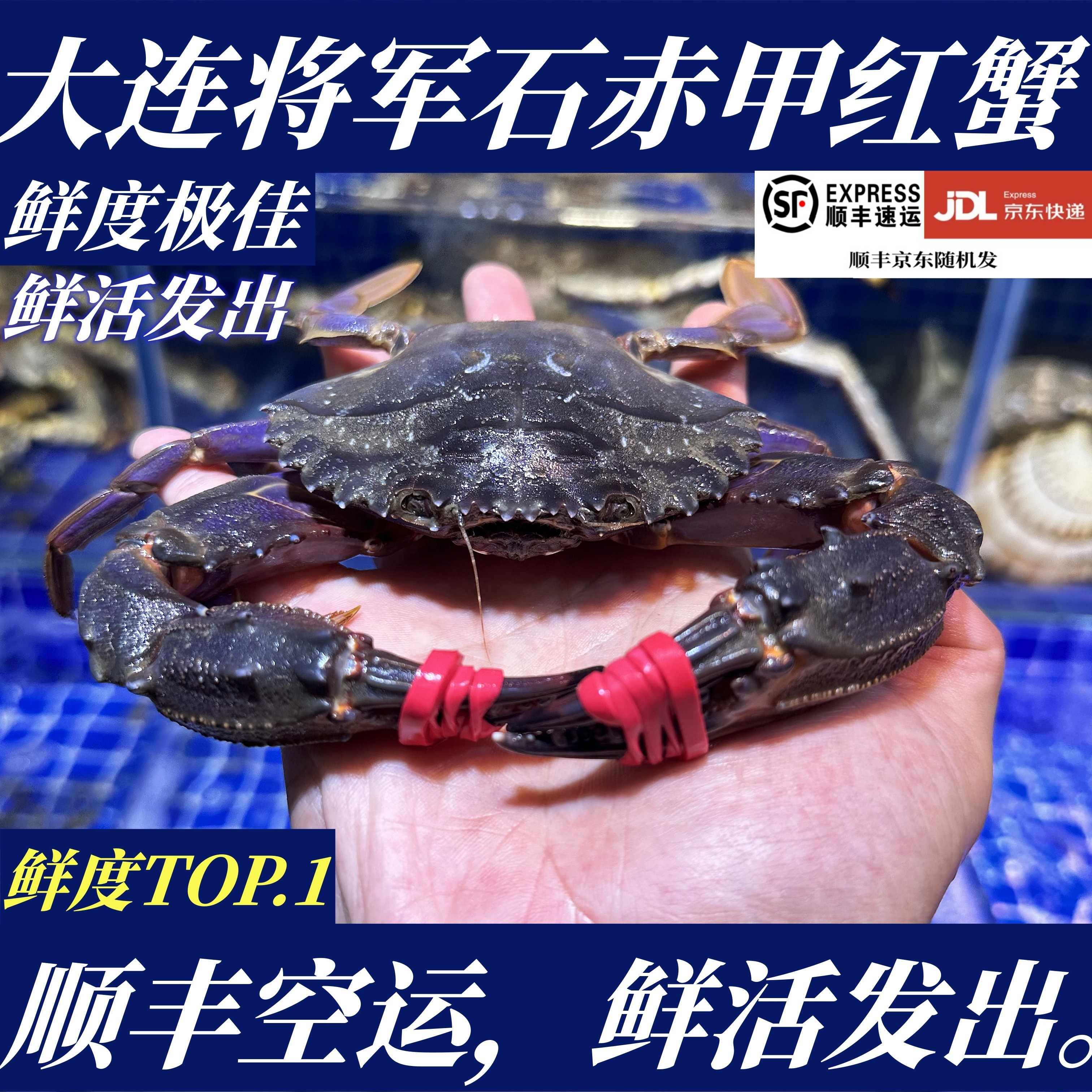 【保鲜不保活】大连将军石赤甲红三斤螃蟹飞蟹梭子蟹非花盖海鲜