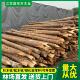 松木桩油松木桩河道护坡杉木桩1至8米土建施工木桩加固防汛木桩