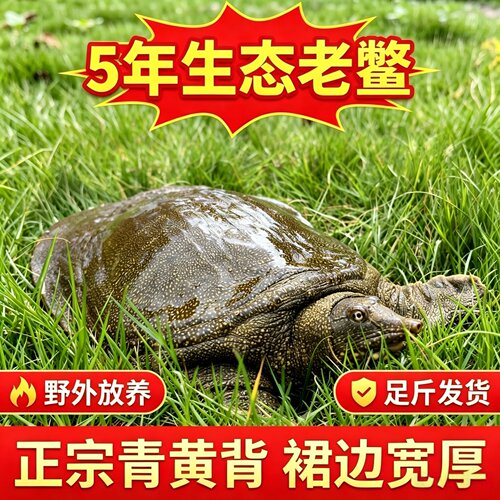 正宗外塘生态老甲鱼朱大伯