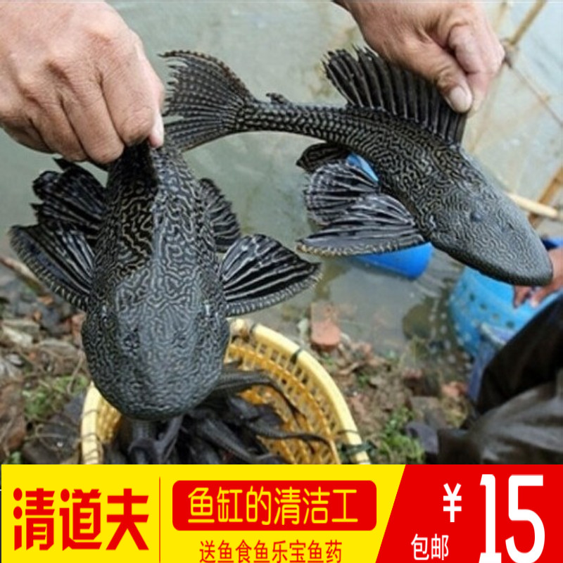 清道夫鱼活体垃圾工具胭脂