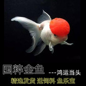 鹤顶红金鱼丹顶红金鱼冷水鱼狮子头鸿运当头观赏鱼淡水好养招财鱼