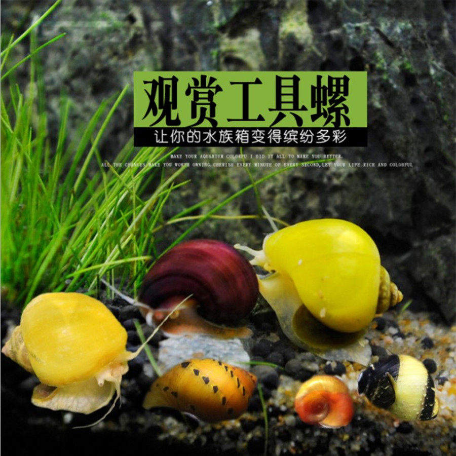观赏螺淡水除藻螺工具黑金刚螺黄金斑马杀手宠物螺蜗牛活体彩蛋螺