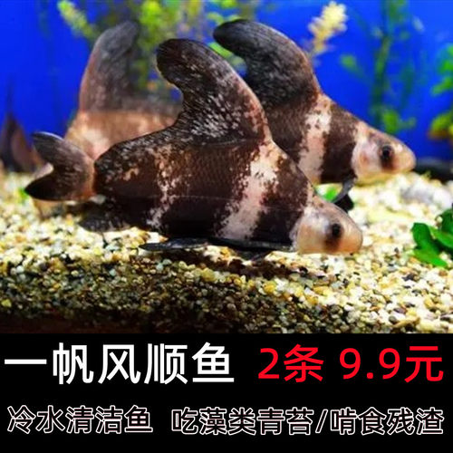 胭脂淡水冷水好养清道夫包邮