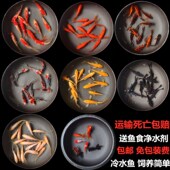 红鲫鱼小金鱼草金红草金红鲤鱼活体淡水鱼锦鲤观赏鱼冷水鱼饲料鱼