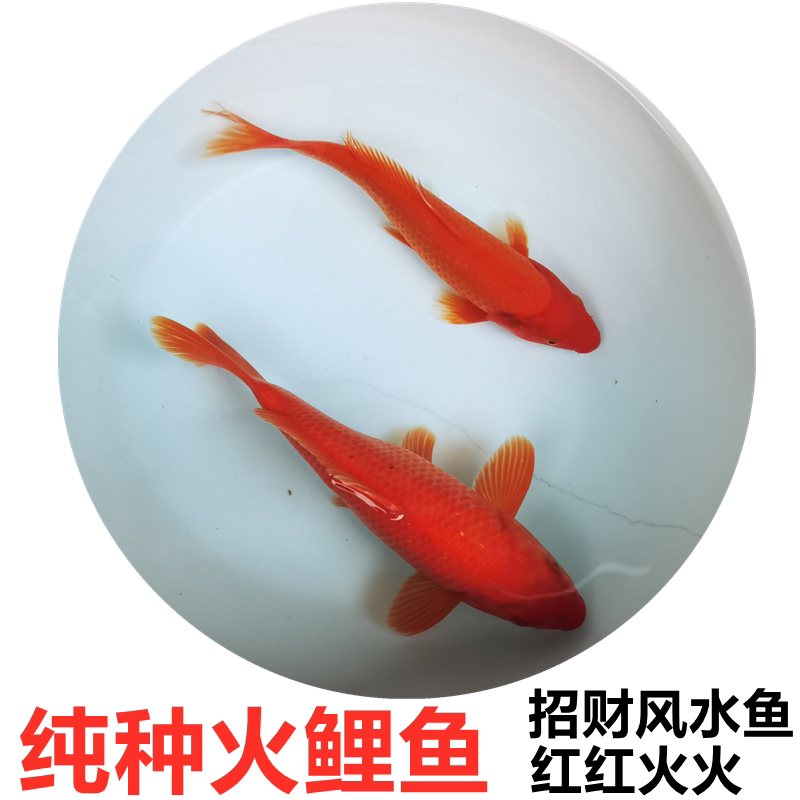 日本锦鲤鱼苗活体火鲤纯红红锦鲤观赏鱼冷水鱼淡水鱼活体风水鱼苗
