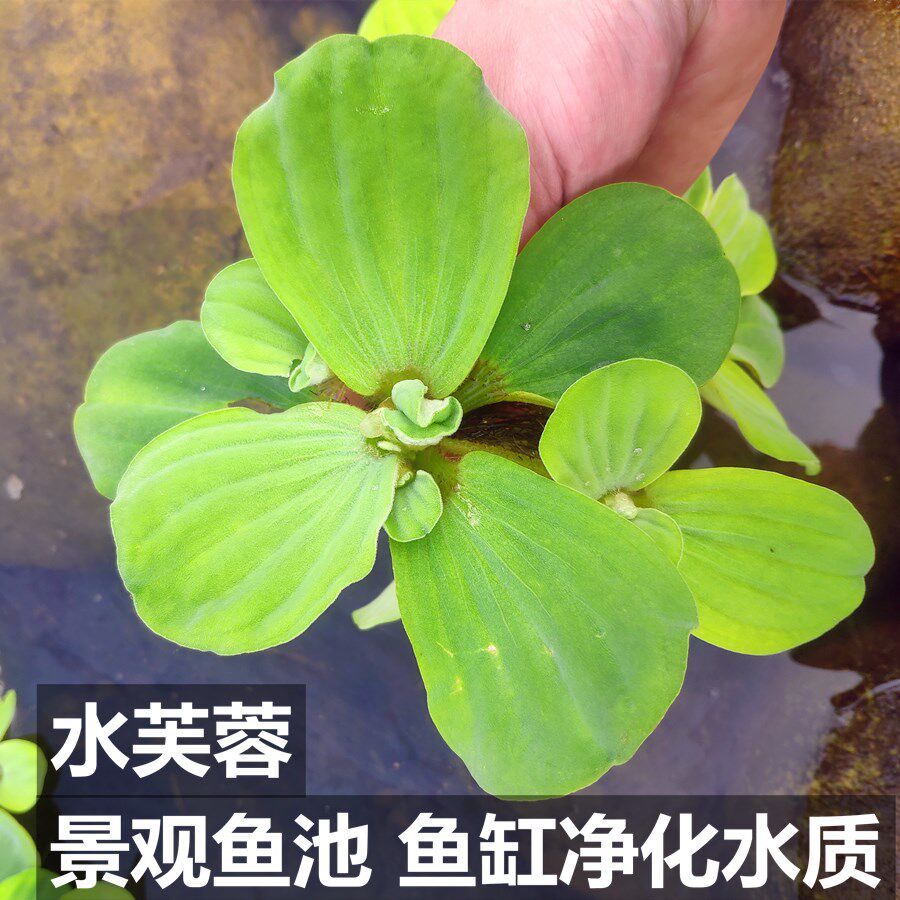 水芙蓉浮萍水草金鱼藻水葫芦养龟鱼缸养虾漂浮水生植物净化水质