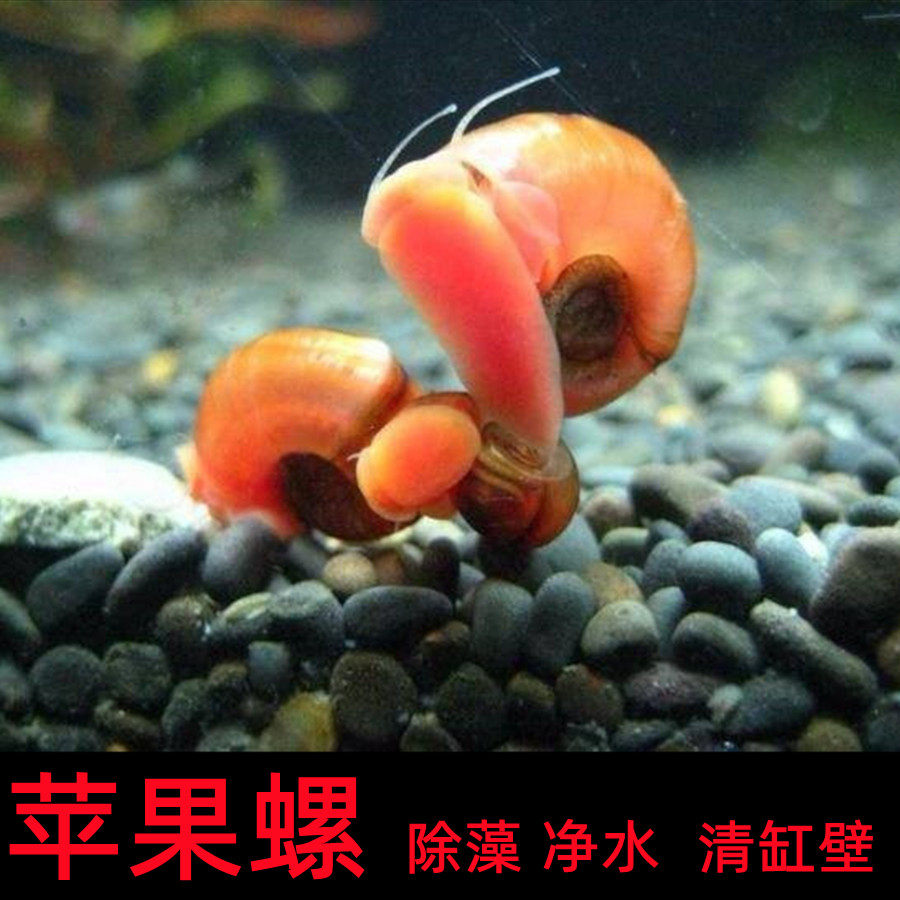 苹果螺观赏螺工具螺水族宠物冷水活体草缸除藻清缸壁淡水繁殖爆缸