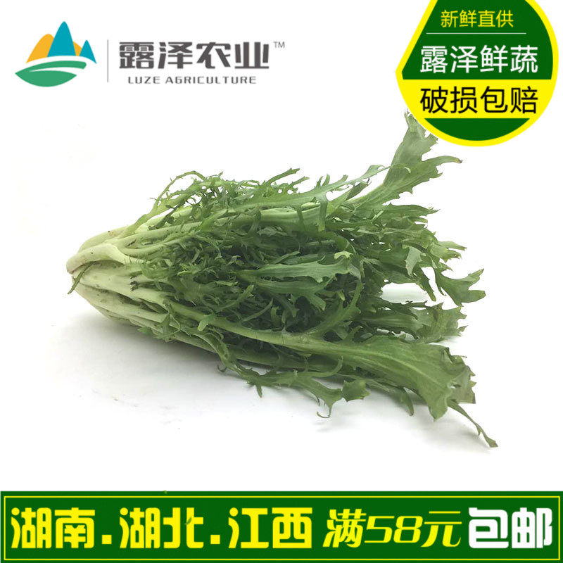 【露泽鲜蔬】新鲜普通苦菊 无黄心 中餐火锅菜