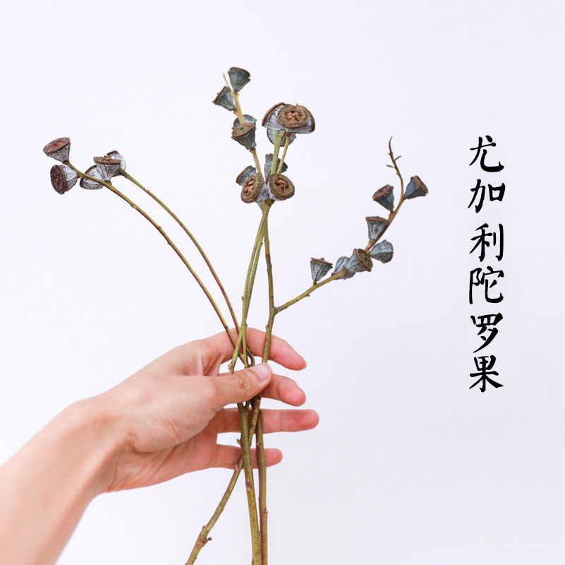 Eucalyptus Indra Dried fruit, Eucalyptus fruit Floral flower arrangement diy Material Science Aromatherapy Wax diy Materials and flowersin the Home accessories , Vase/Flower/Artificial flowers/Imitation jewelry , Dried flowers/Petal/Dried package/Dry twigs  category - from Buy2taobao.com to provide professional Taobao agent buy service