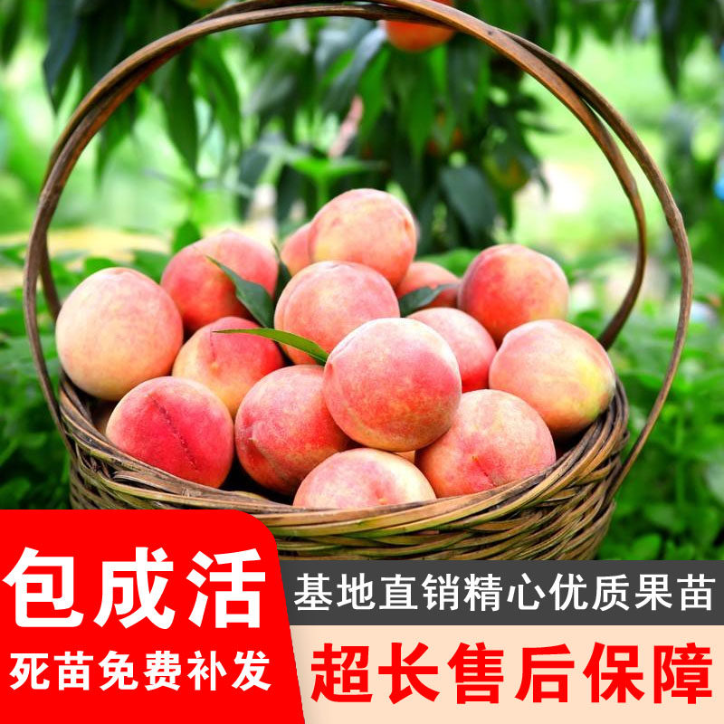 久保桃树苗水蜜桃树果苗离核南北方庭院地栽特大盆栽嫁接当年结果