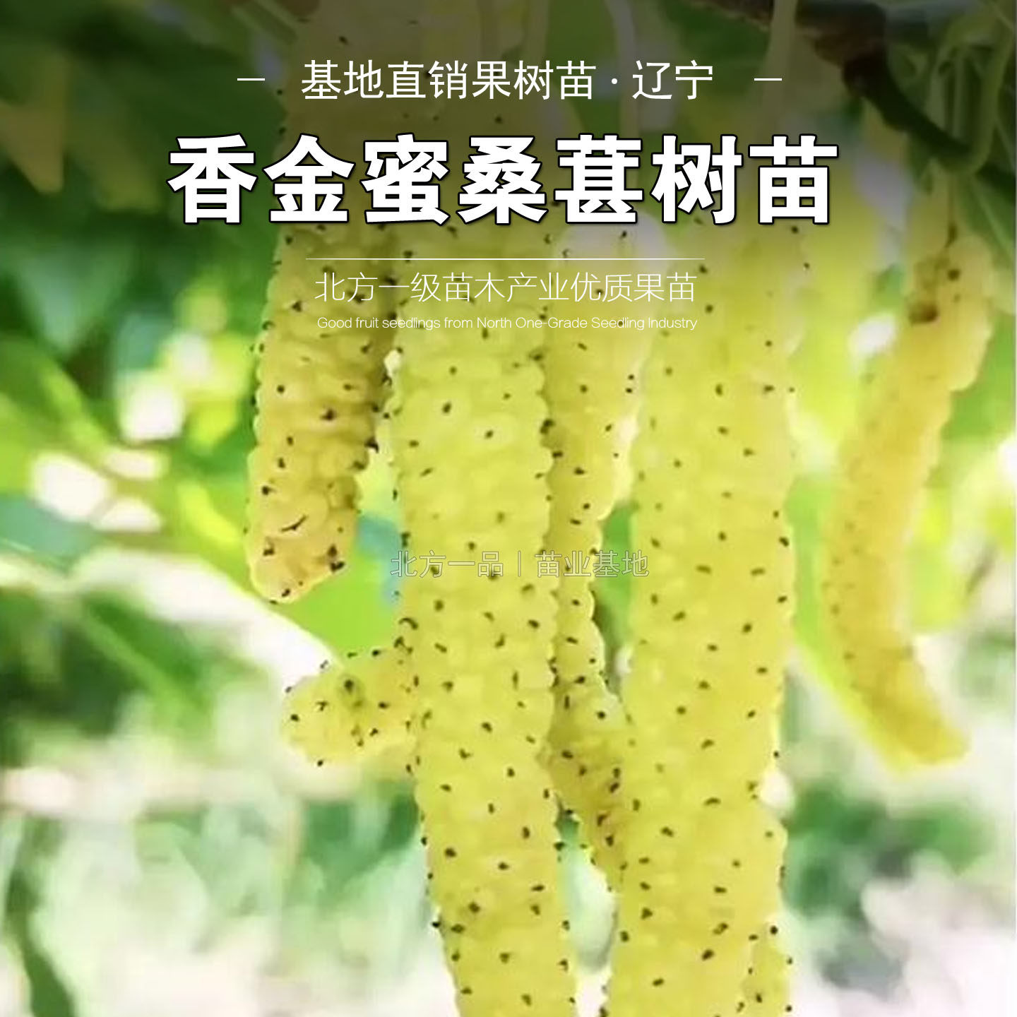 香金蜜长白桑金香葚白色长果桑新品种果桑苗特香桑椹桑果苗果树苗