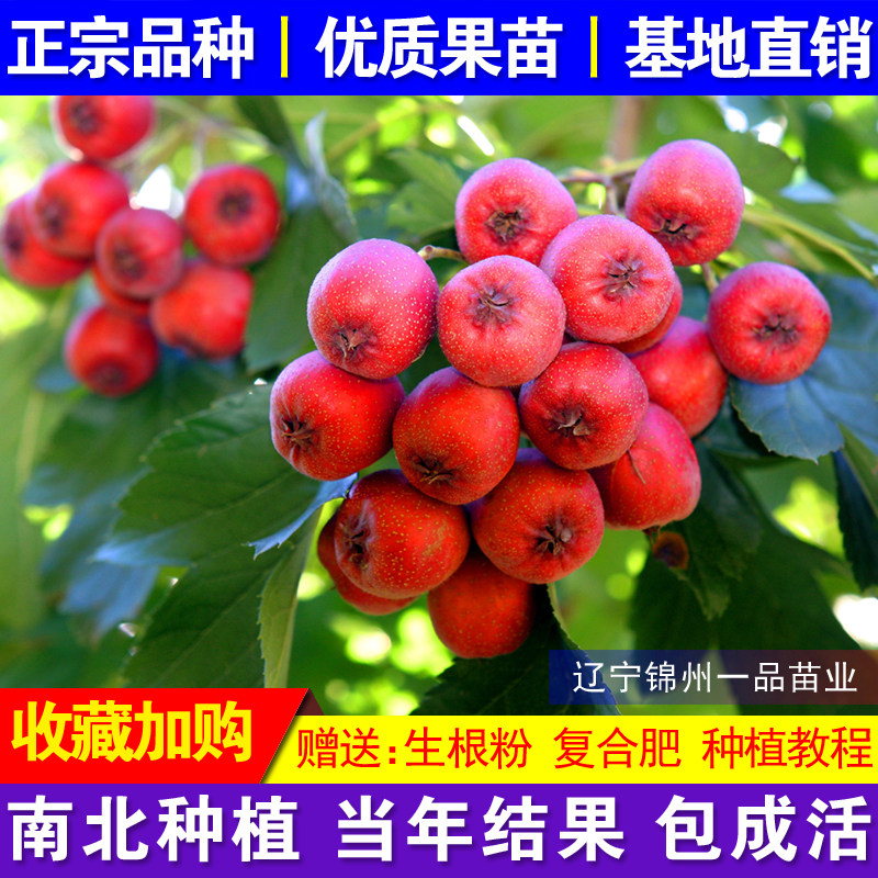 山楂树活苗嫁接当年结果特大甜山楂苗南方北方种植盆栽地栽果树苗