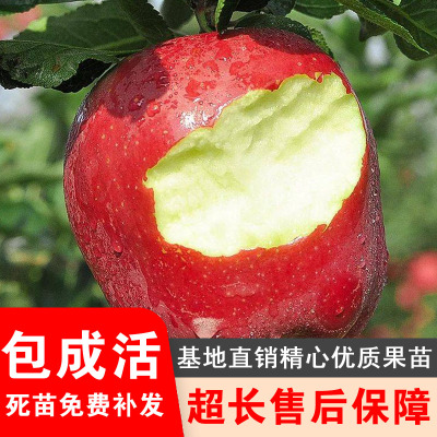 花牛苹果树苗南北方种植当年结果