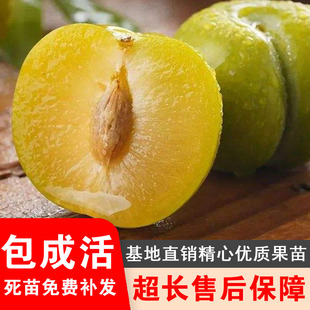 四川李子树苗蜂糖李树苗冰糖李树苗蜂蜜李树苗冰脆李树苗青脆李苗