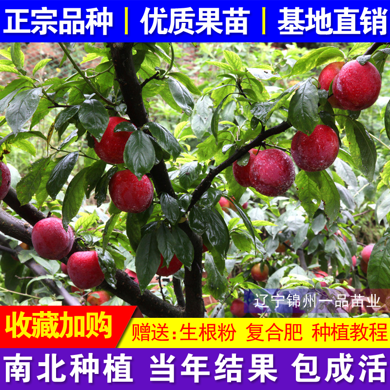 嫁接李子树苗南北方种植盆栽地栽