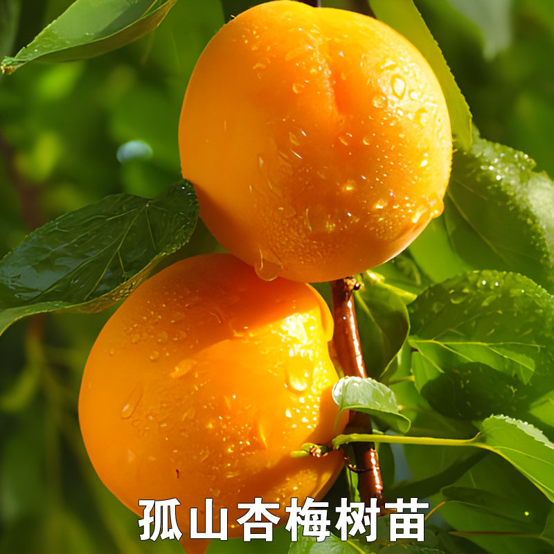 孤山杏梅树苗嫁接甜杏苗盆栽地栽杏梅南北方种植观赏杏树当年结果