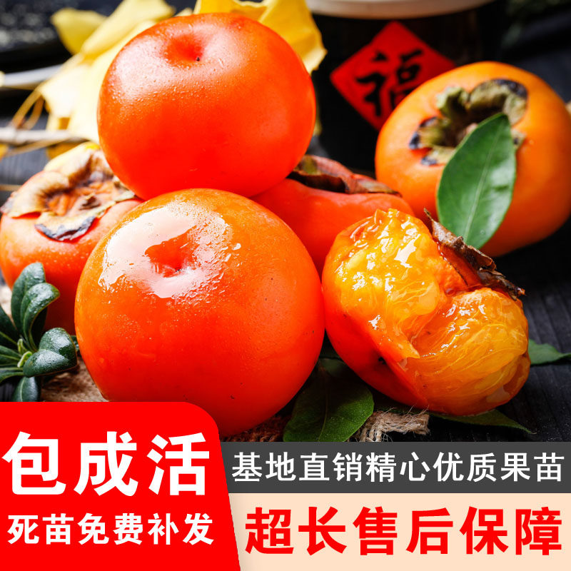 红灯笼柿子树苗嫁接果树苗盆栽地栽南方北方庭院阳台种植当年结果