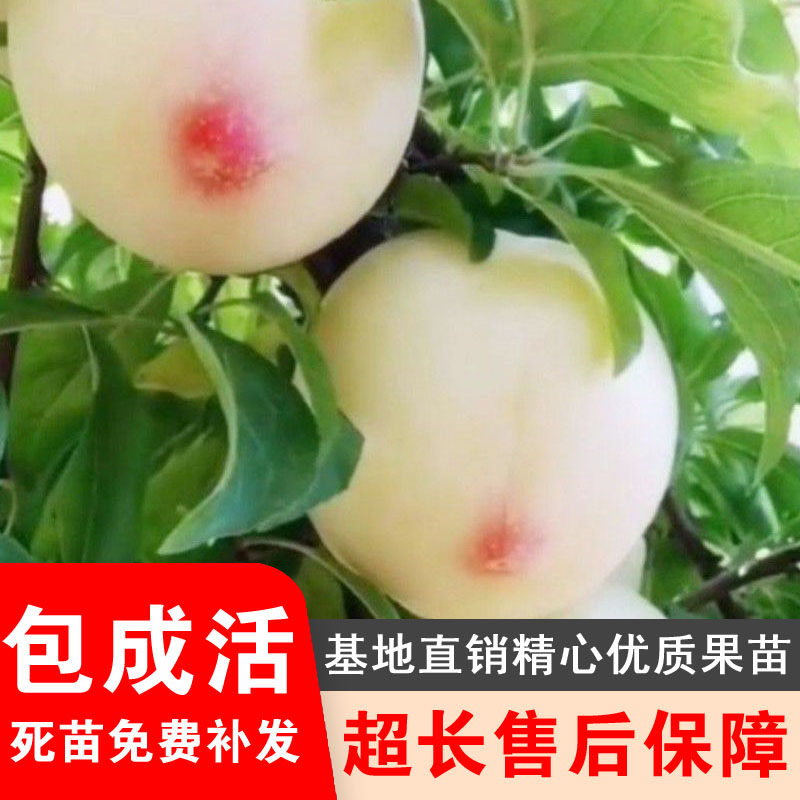 新品种美人醉李子苗嫁接果树苗脱毒南北方种植盆栽地栽当年结果苗