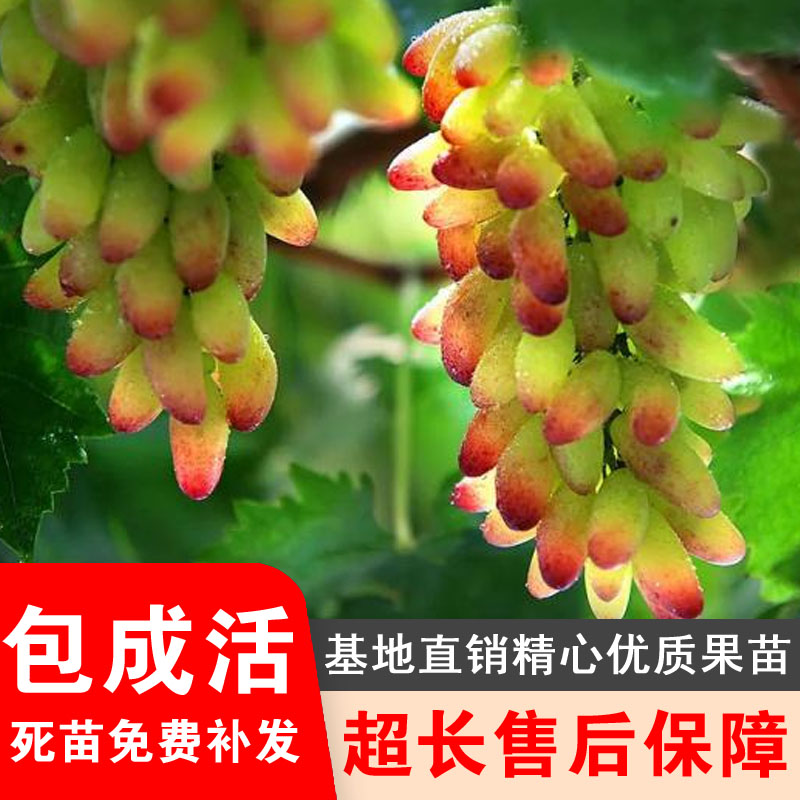 美人指葡萄树苗嫁接葡萄树苗盆栽地栽特大爬藤南北方种植当年结果
