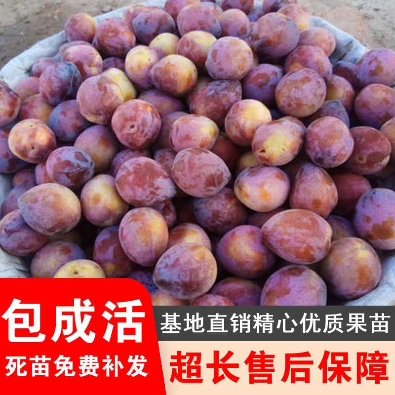 吉胜李子树苗嫁接果树苗东北干碗桃李子脱骨鸡心李子脱核吉胜李子