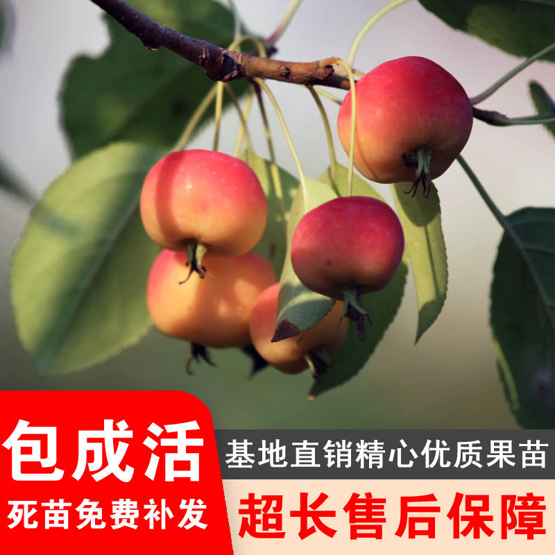 沙果树苗小苹果花红果树苗冰糖心沙果苗树苗盆栽地栽耐寒南北种植