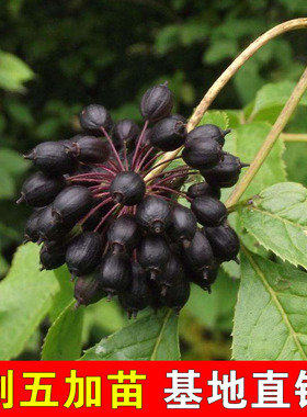 正宗刺五加树苗五加皮苗白簕菜刺拐棒百针材苗五瓜皮种苗四季易活