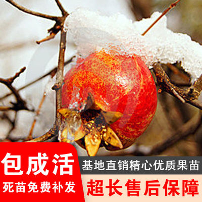 冬红雪石榴树苗观赏食用石榴苗东北耐寒盆栽地栽南北方种植结果苗