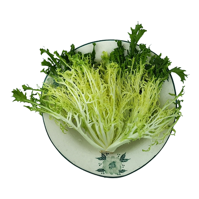 新鲜生菜包邮嫩黄250/500克苦菊