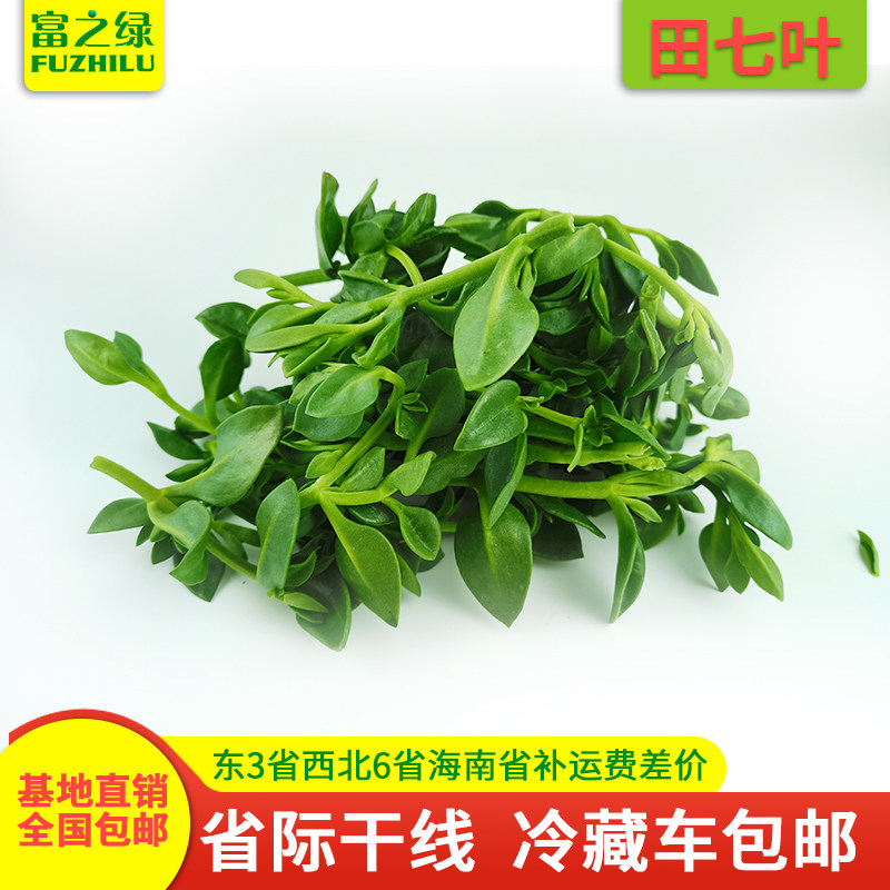 新鲜田七叶3斤-20斤包邮  基地自种现摘田七菜 新鲜蔬菜批发