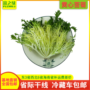 20斤 嫩黄心 包邮 沙拉菜 苦细 黄心苦叶生菜 新鲜黄心苦菊3斤