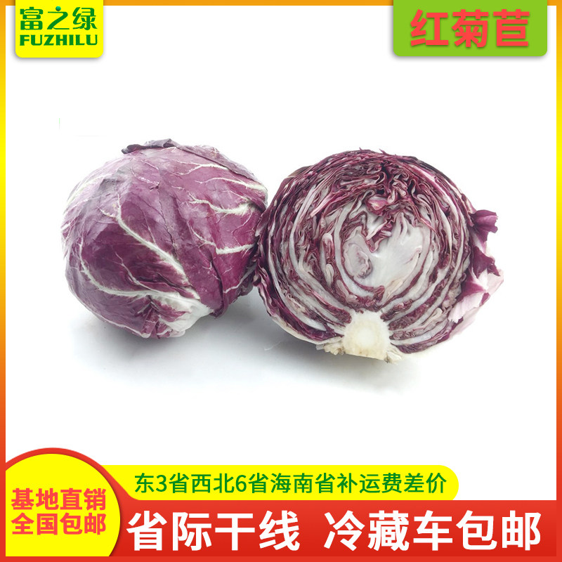 新鲜落地球生菜3斤-5斤包邮 紫苣绿叶红包菜 新鲜红菊苣生菜红杂