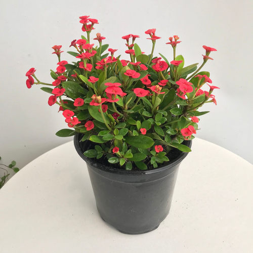 花卉虎刺梅草本阳台庭院四季开花