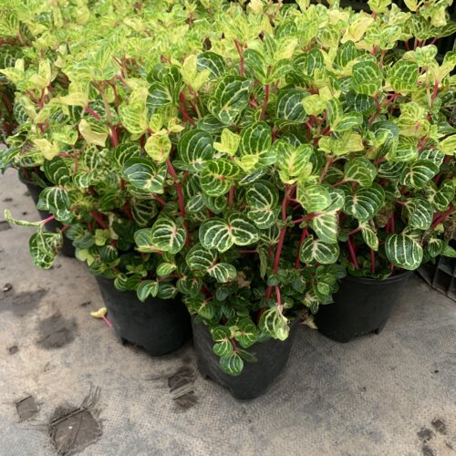 多多盆栽冰雪奇缘绿植室内桌面