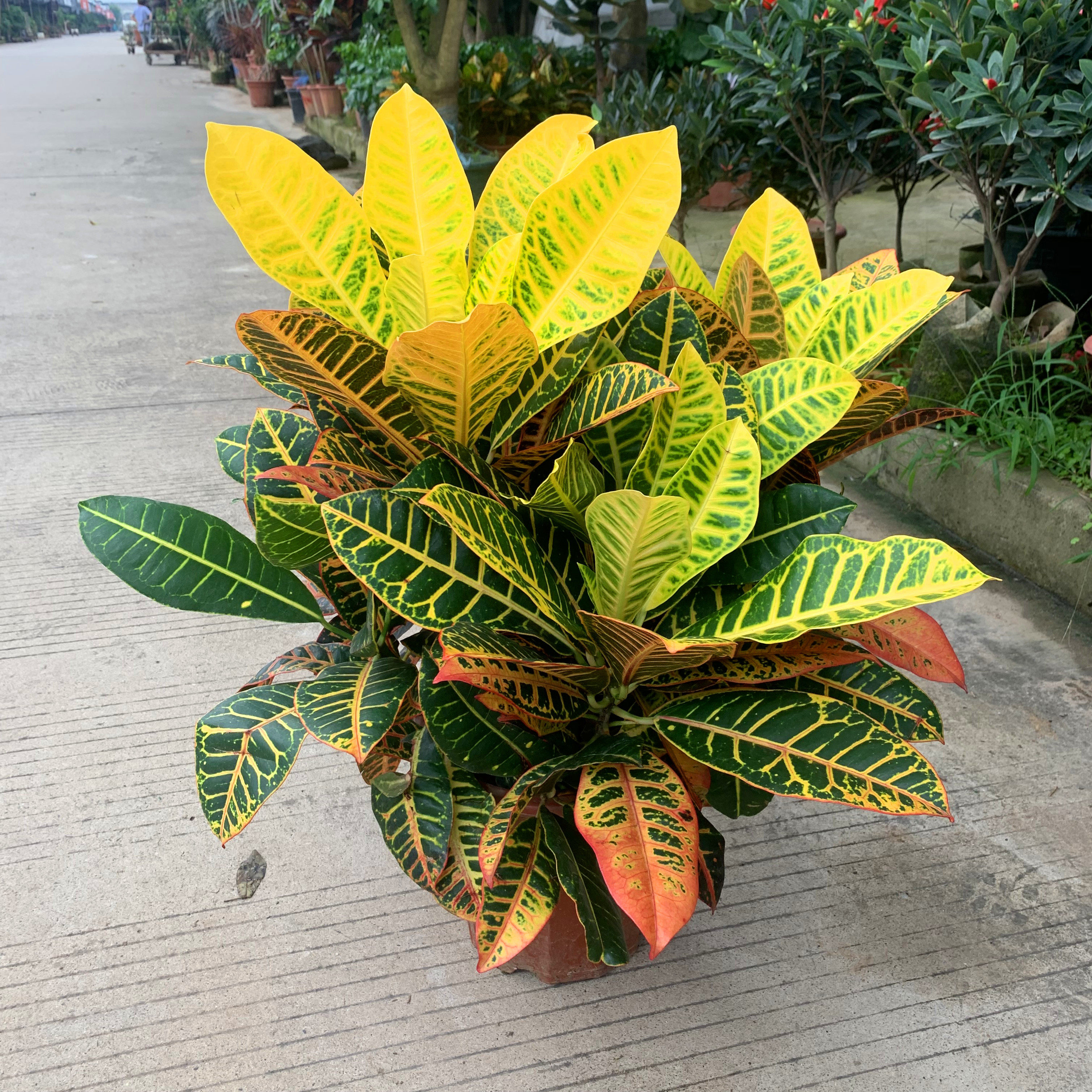 变色木盆栽七彩变叶木阳台绿植花卉净化空气盆栽美观乔迁送礼包邮