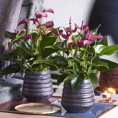 香妃紫掌盆栽室内水培四季