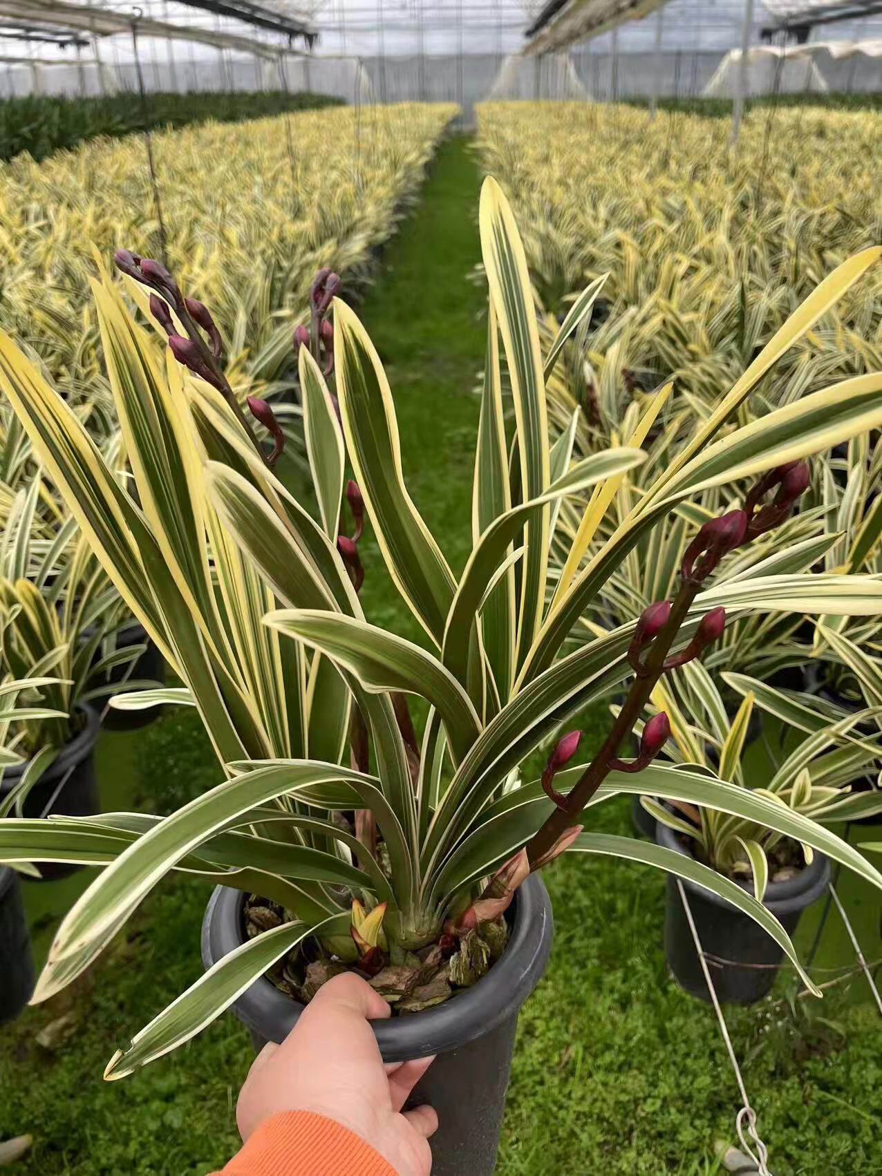 金边大花蕙兰带花年宵花卉室内鲜花盆栽高档盆栽兰花红袍美观客厅