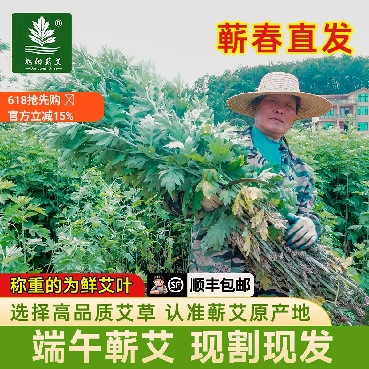 蕲春蕲艾艾草原产地晒干新鲜整棵膏纯露艾叶蒸精油挂门头驱蚊艾草