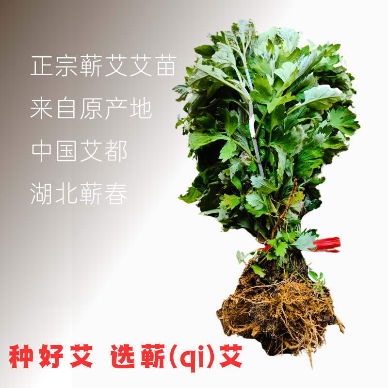 艾叶艾草种子四季驱蚊草种植药材