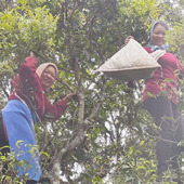 云南德宏纯野生百年古树红茶晒红送礼佳品非凤庆非滇红女性龙珠
