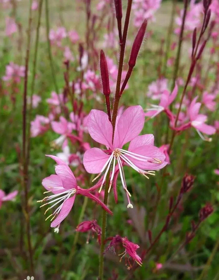 千鸟花盆栽 山桃草 花叶紫叶耐寒耐晒庭院阳台多年生花境植物花镜