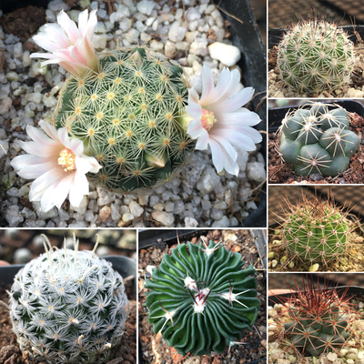 仙人球 开花稀有品种实生仙人掌刺球多肉植物办公室内防辐射盆栽