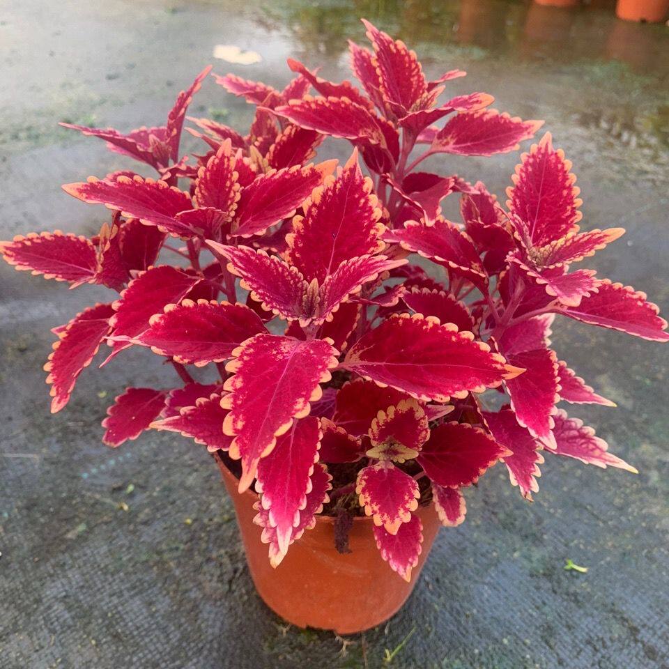 观叶植物阳台五彩绿植花卉盆栽