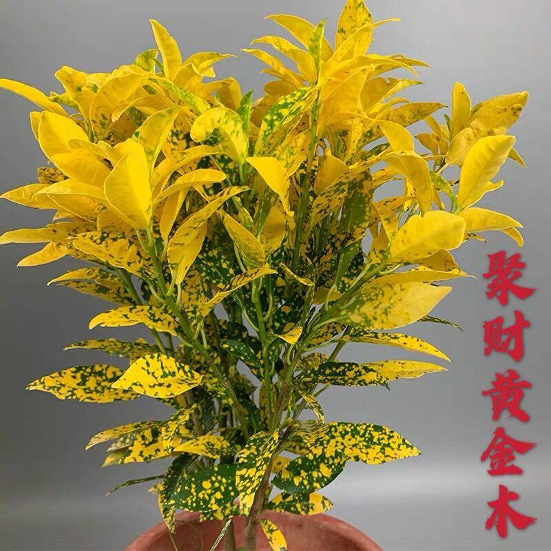 黄金树招财树盆栽室内植物绿植