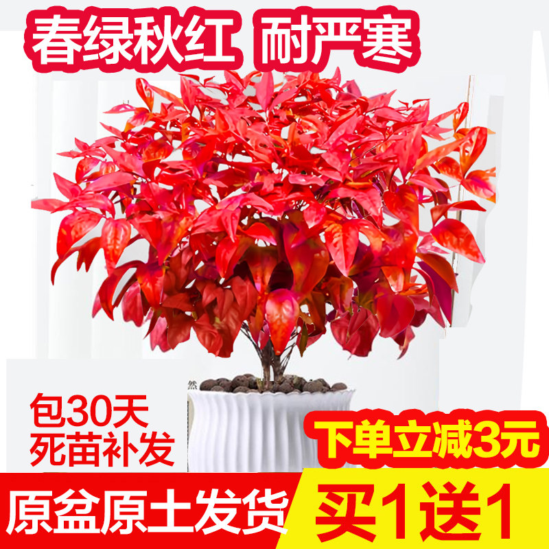 火焰南天竹盆栽冬季耐寒红叶植物室内客厅好养观叶花卉盆景年宵花,鲜花速递/花卉仿真/绿植园艺,绿植,淘宝优惠券,粉丝福利购,淘宝优惠卷