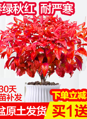 火焰南天竹盆栽冬季耐寒红叶植物室内客厅好养观叶花卉盆景年宵花