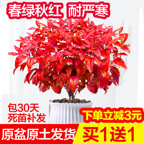 火焰南天竹盆栽耐寒红叶好养