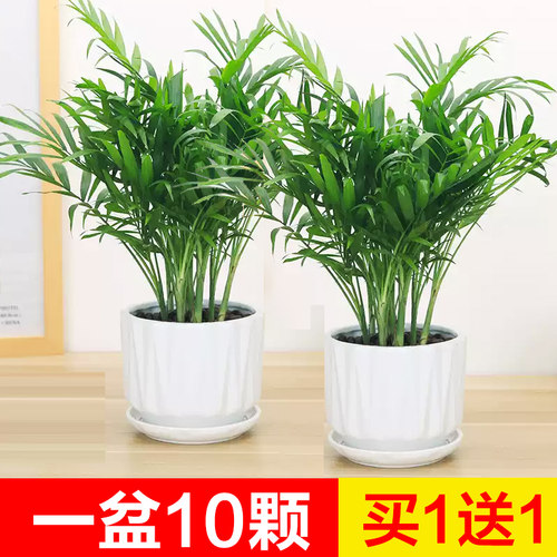 散尾葵袖珍椰子四季常青绿植