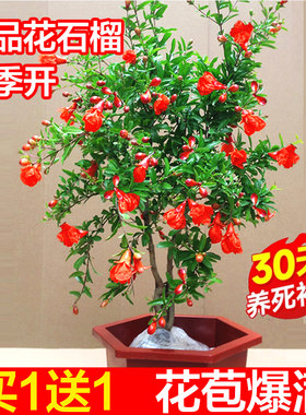 花石榴春夏秋阳台客厅庭院花卉